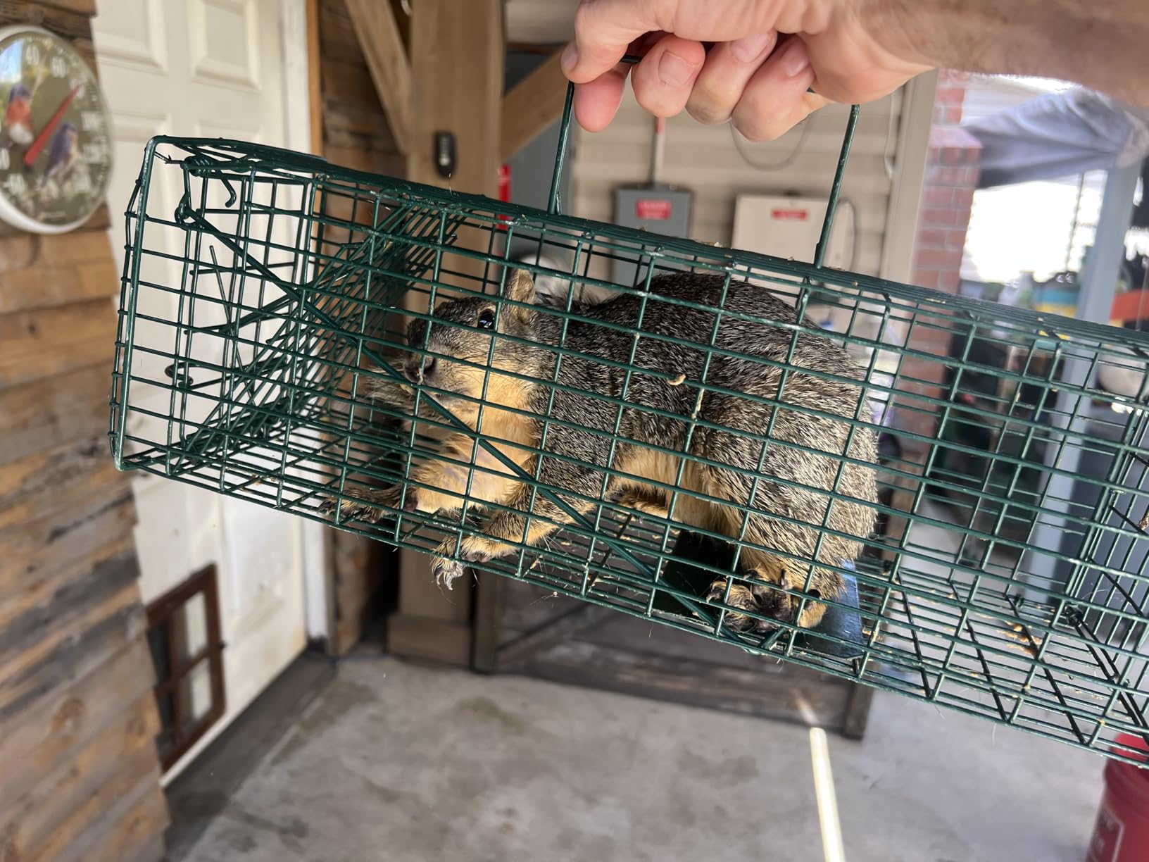 Qualirey 1 Pcs Squirrel Trap Live Animal Cage Humane Catch Release,Black customer photo 2
